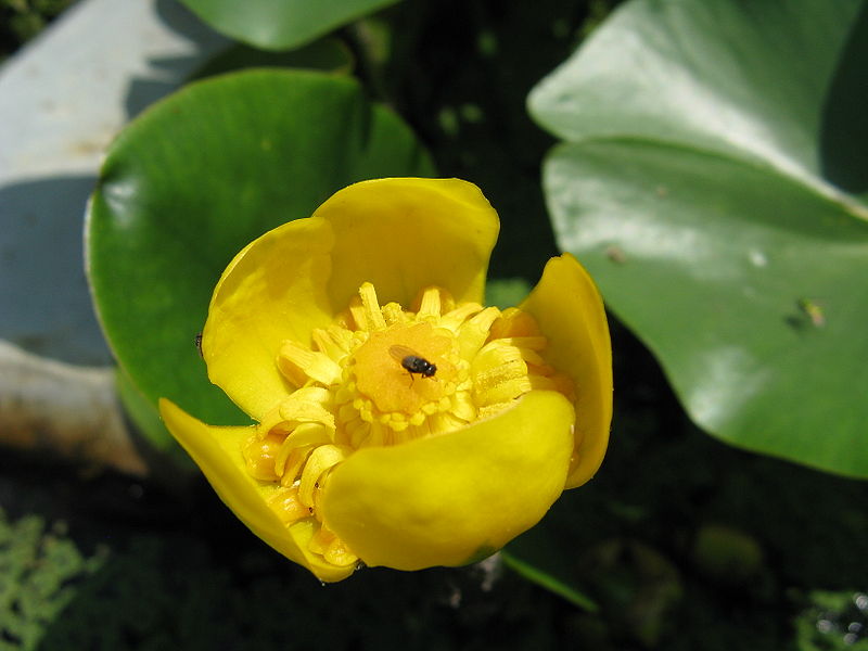 Plik:Nuphar pumilum2.jpg