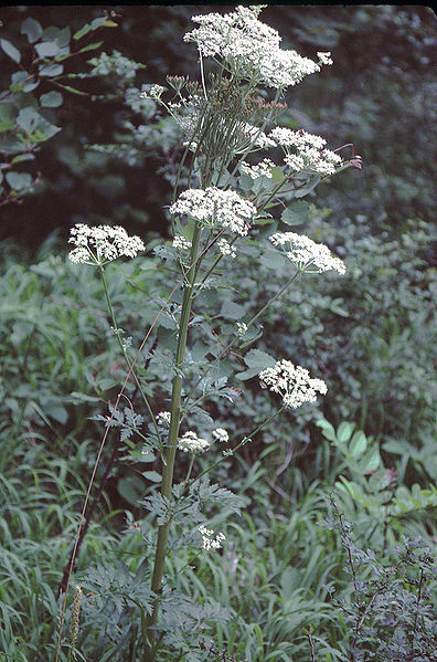 Plik:Pleurospermum austriacum eF.jpg