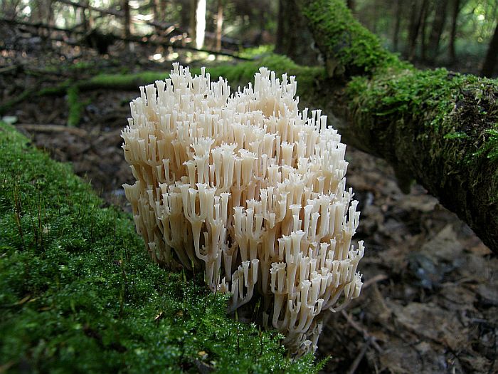 Plik:Clavicorona.jpg
