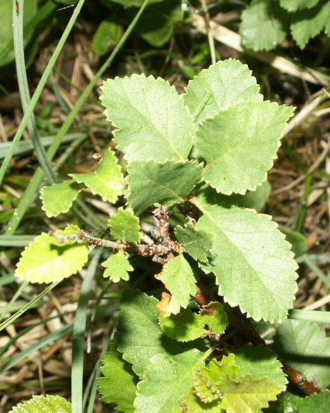 Plik:Betula humilis.jpg