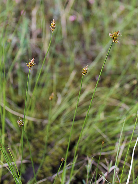 Plik:Carex chordorrhiza Oulu, Finland 12.06.2013.jpg