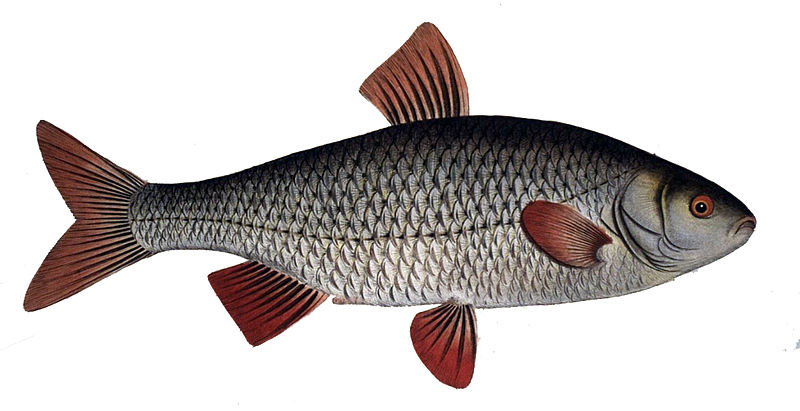 Plik:Płoć.jpg