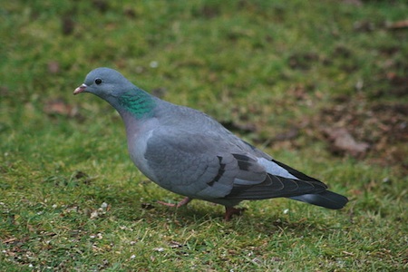 Plik:Colu.jpg