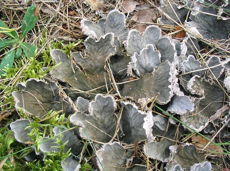 Plik:Peltigera.jpg