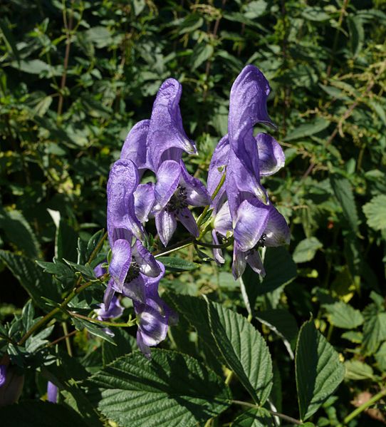 Plik:Aconitum variegatum 110807a.jpg