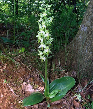Plik:Chlora.jpg
