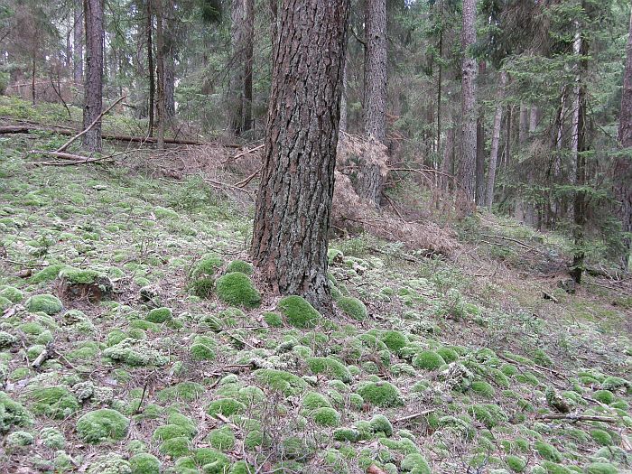 Plik:Leucobryum.jpg