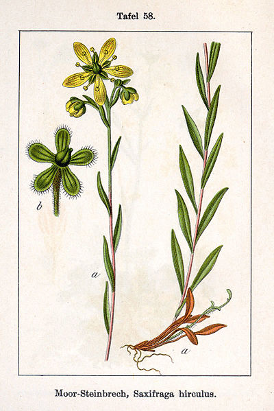 Plik:Saxifraga hirculus Sturm58.jpg