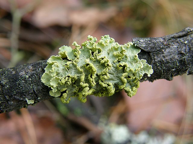 Plik:Vulpicida.jpg