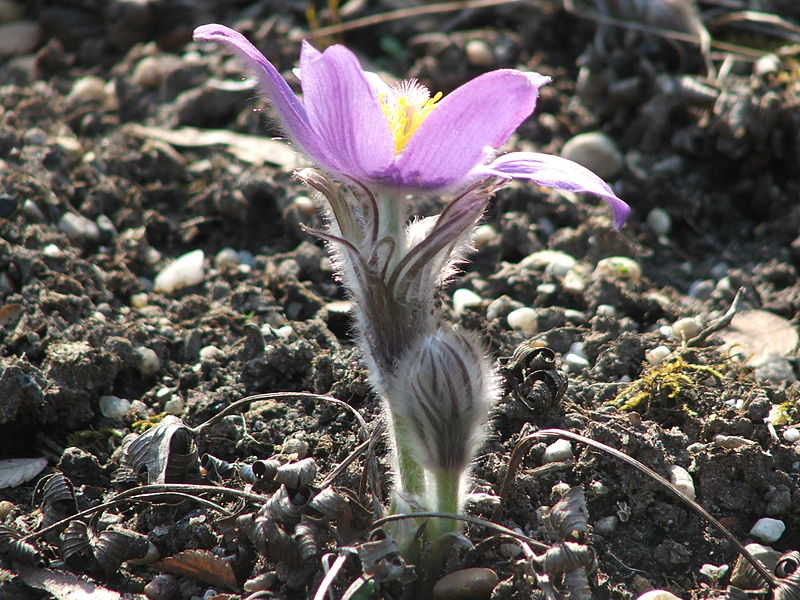 Plik:Pulsatilla patens 2.jpg