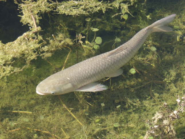Plik:Amur biały.jpg