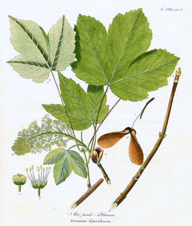Plik:Acer pseudoplatanusAA.jpg