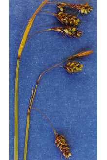 Plik:Carex paupercula.jpg