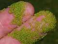 Miniatura wersji z 22:26, 24 sty 2015