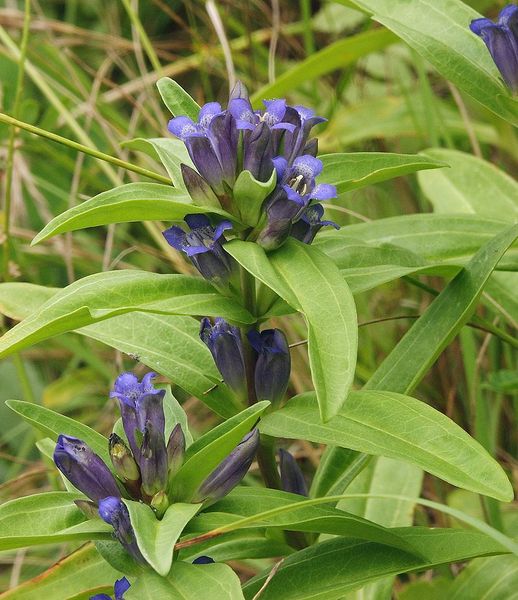Plik:Gentiana cruciata 030705b.jpg