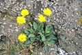 Miniatura wersji z 13:55, 31 sty 2015