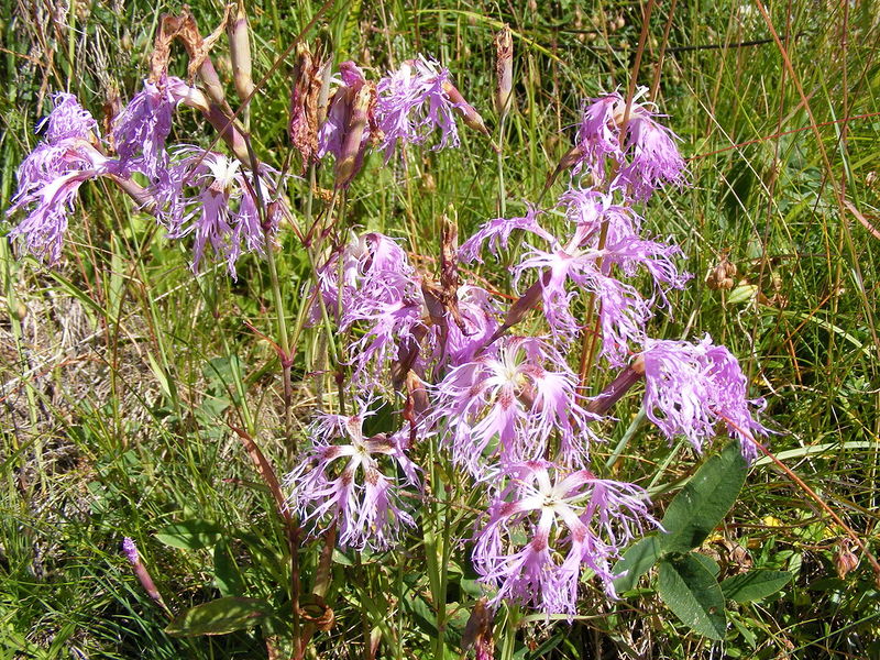 Plik:Dianthus superbus DSCF4657.jpg