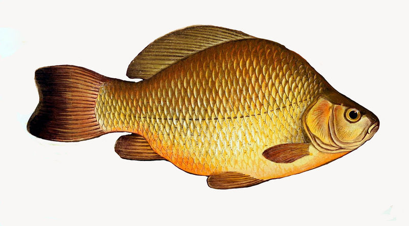 Plik:Carassius carassius1.jpg