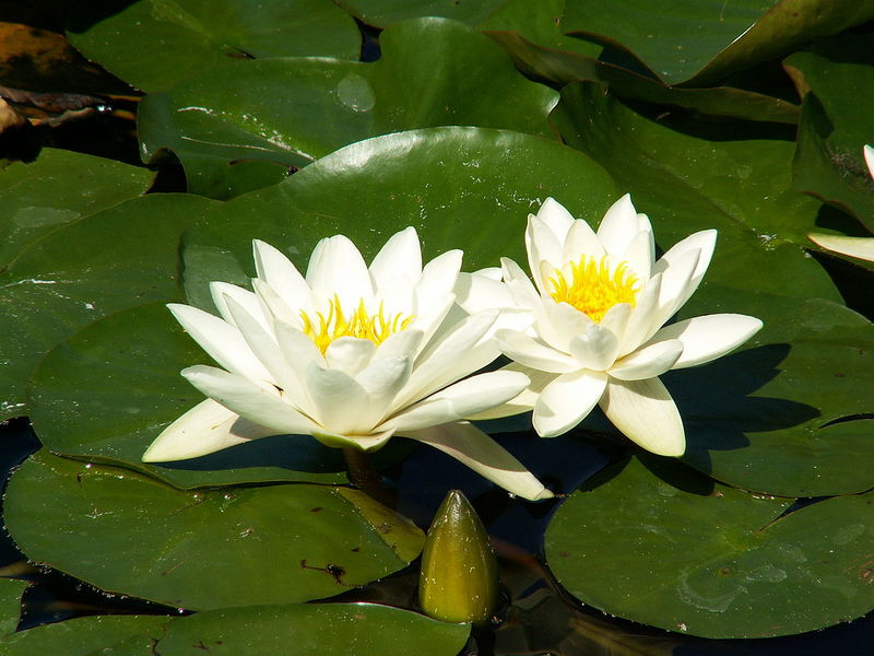 Plik:Nymphaea alba 26-8-2007 15-13-19.jpg