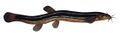 Miniatura wersji z 13:56, 31 sty 2015