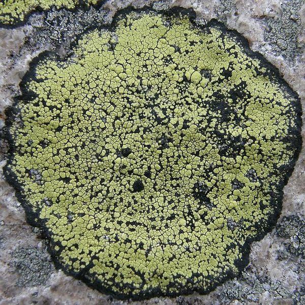 Plik:Rhizocarpon geographicum Sudety.jpg